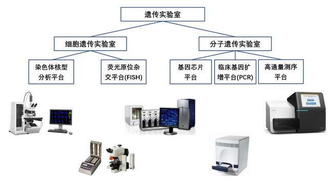 遗传筛查及诊断技术临床应用（PGS/PGD）